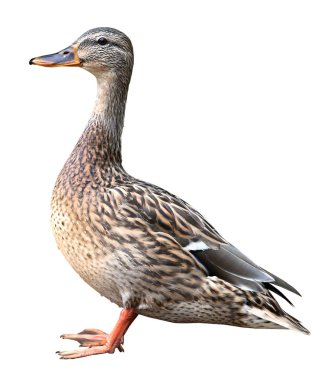 Kırpma yoluyla, izole üzerinde beyaz arka plan önünde duran kadın yeşilbaş