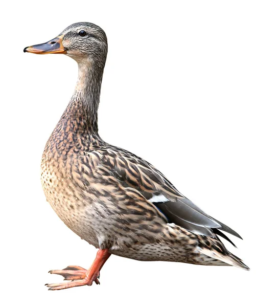 Kırpma yoluyla, izole üzerinde beyaz arka plan önünde duran kadın yeşilbaş