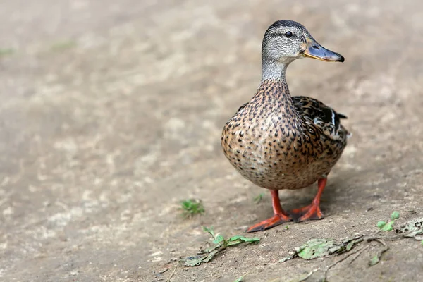 Female Mallard, wild duck shooting outdoors. — Stock Photo, Image