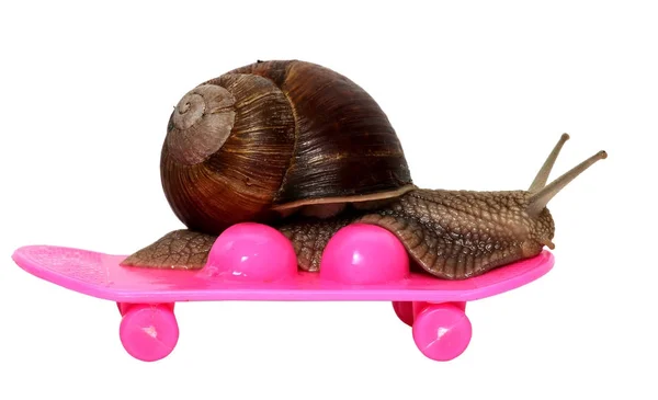 Caracol veloz como um piloto de carros. Conceito de velocidade e sucesso. As rodas estão desfocadas por causa do movimento. Caracol de uva montando em um skate, isolado em fundo branco . — Fotografia de Stock