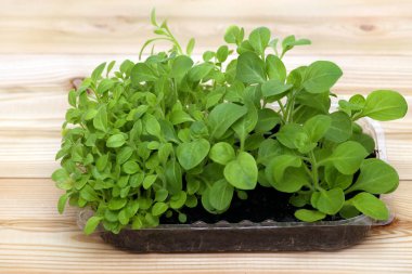 biyolojik olarak parçalanabilen torf yosun tencerelerde kopya alanı ile ahşap zemin üzerinde büyüyen saksı fidan