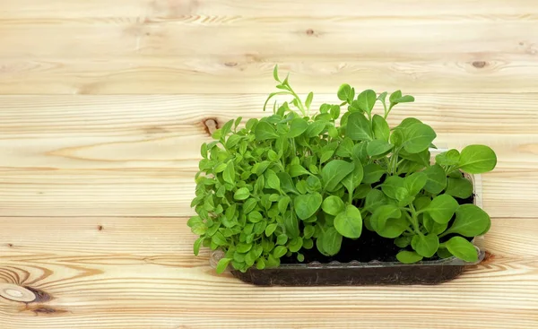 Ingegoten zaailingen groeien in biologisch afbreekbaar veenmos potten op houten achtergrond met kopie ruimte — Stockfoto