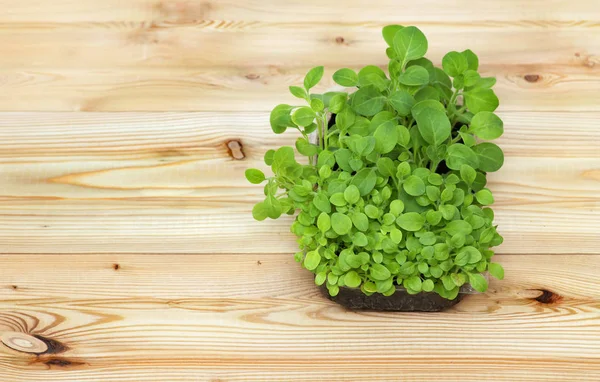 Ingegoten zaailingen groeien in biologisch afbreekbaar veenmos potten op houten achtergrond met kopie ruimte — Stockfoto