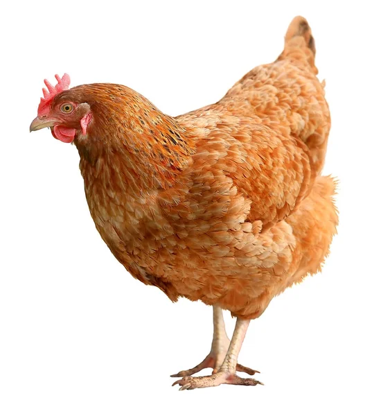 Brown hen isolated on white background. — Stock Photo, Image