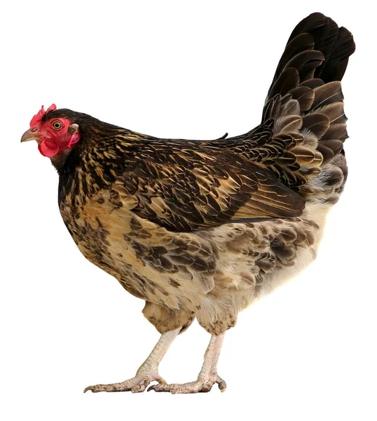 Braune Henne isoliert auf weißem Hintergrund. — Stockfoto