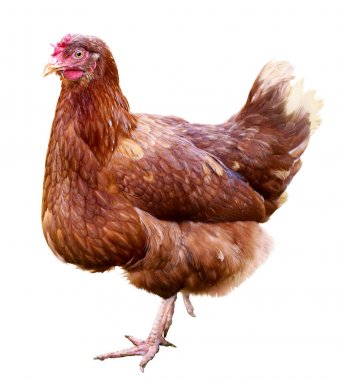 Beyaz arka plan üzerinde izole kahverengi tavuk.