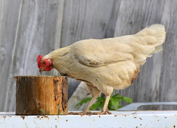 Chicken and cock on farm, shooting outdoors. Rustic theme. Colorful Rooster — Stock Photo, Image