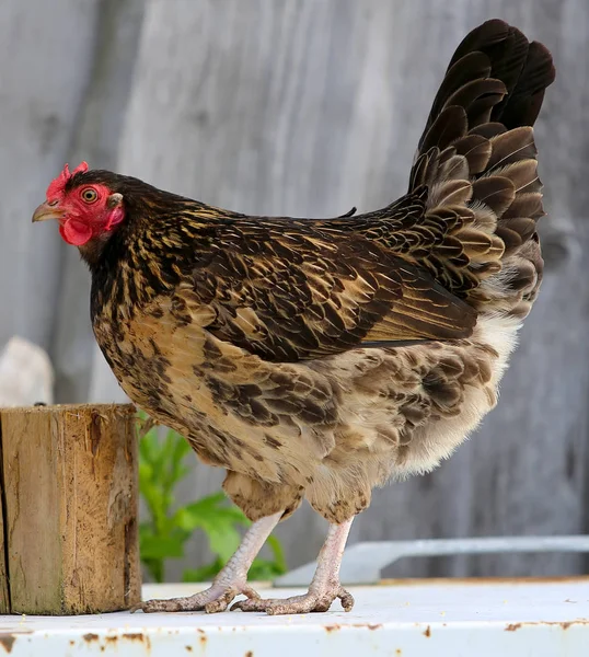 Poulet et bite à la ferme, tirant à l'extérieur. Thème rustique. Coq coloré — Photo