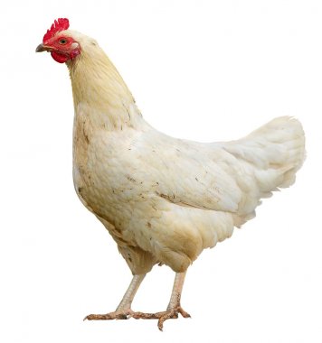 izole beyaz zemin üzerine beyaz tavuk.