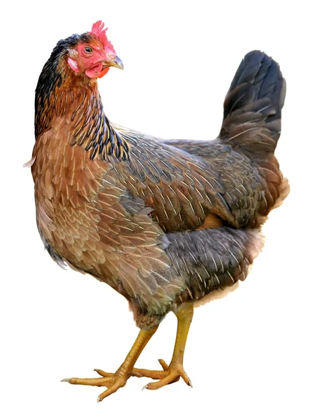 Brown hen isolated on white background. — Stock Photo, Image