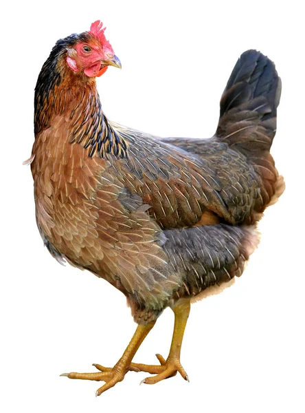 Gallina bruna isolata su sfondo bianco . — Foto Stock