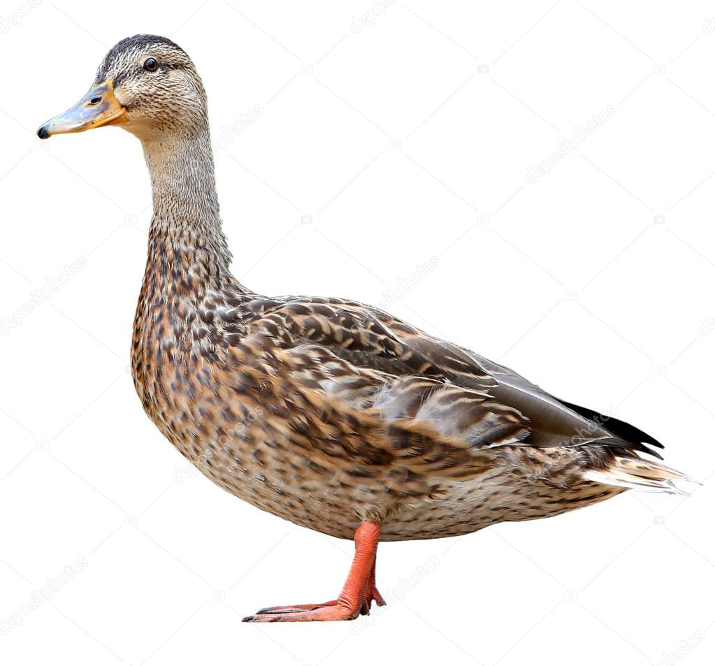Female Mallard with clipping path, standing in front of isolated on white background