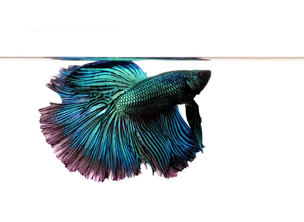 Blue betta fish isolated on white background. — Stock Photo, Image