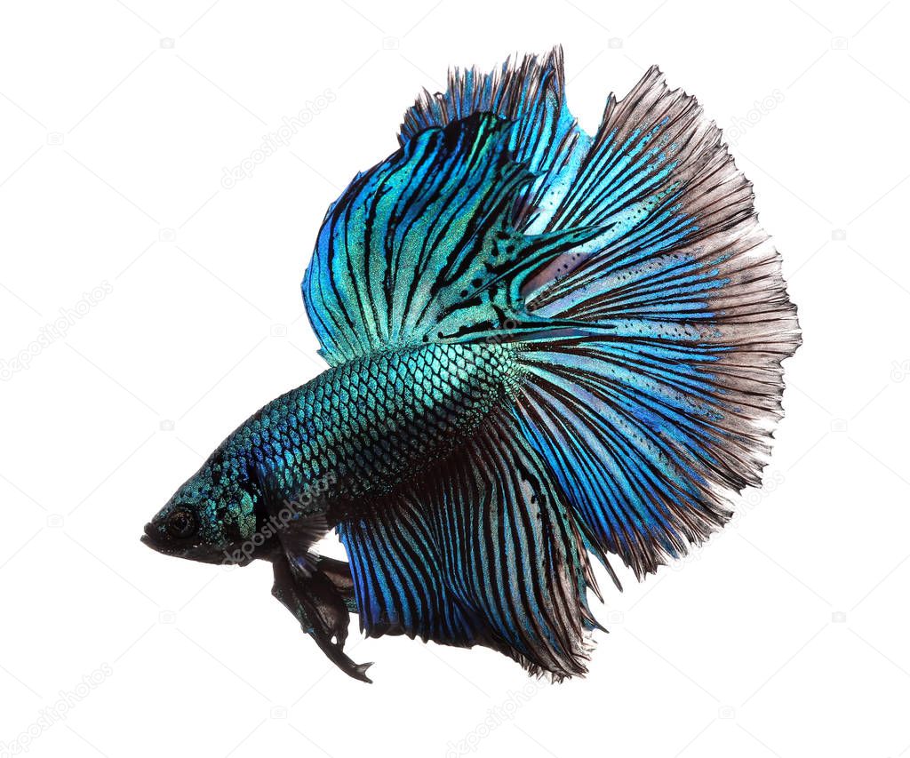 Blue betta fish isolated on white background.
