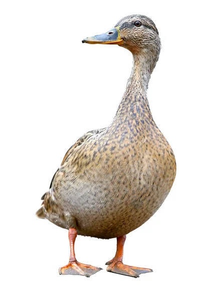 Mallard hembra con camino de recorte, de pie frente a aislado sobre fondo blanco — Foto de Stock