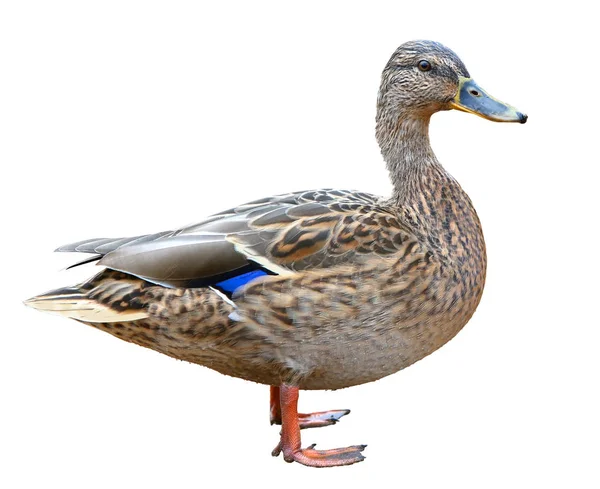 Female Mallard with clipping path, standing in front of isolated on white background — Stock Photo, Image