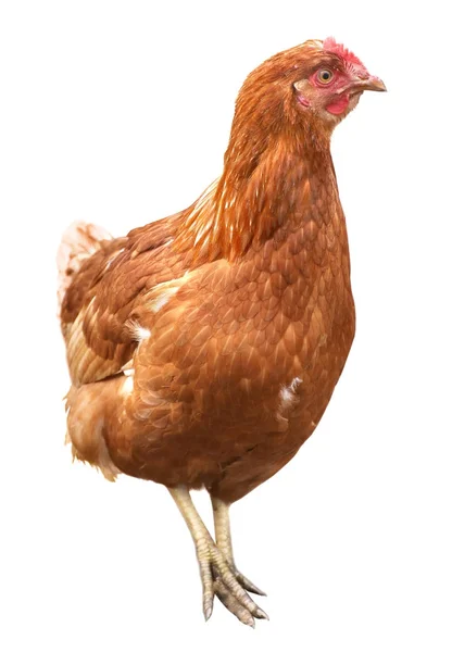 Brown hen isolated on white background. — Stock Photo, Image