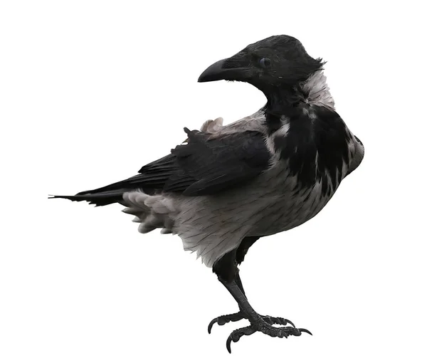 Corvo preto isolado sobre fundo branco . — Fotografia de Stock