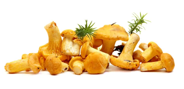 孤立在白色背景上的新鲜黄蘑菇 — 图库照片
