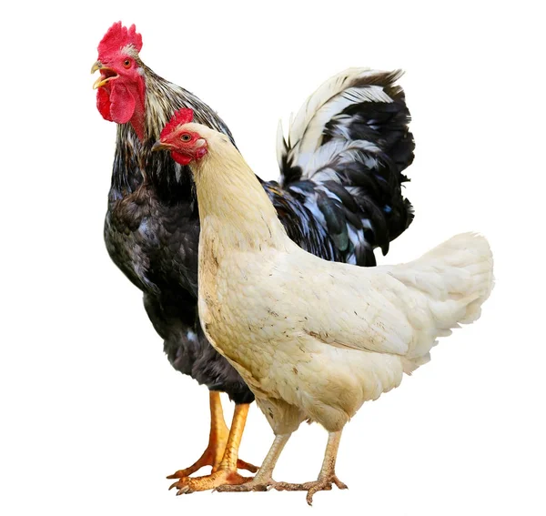 Colorful Rooster isolated on white background . Symbol 2017 Stock Photo by ©NatalyaA 126311470 Colorful Rooster isolated on white background . Symbol 2017 Stock Photo by ©NatalyaA 126311470