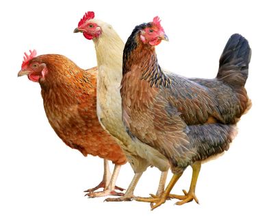 Beyaz arka plan üzerinde izole kahverengi tavuk.