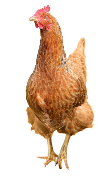 Brown hen isolated on white background.