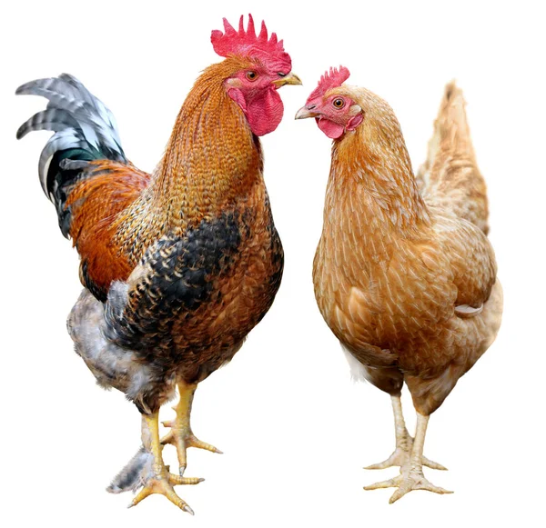 Kyckling färgglada tupp brun höna isolerad på vit bakgrund. — Stockfoto