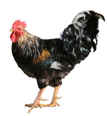 Beyaz arka plan üzerinde izole tavuk renkli horoz Brown tavuk.