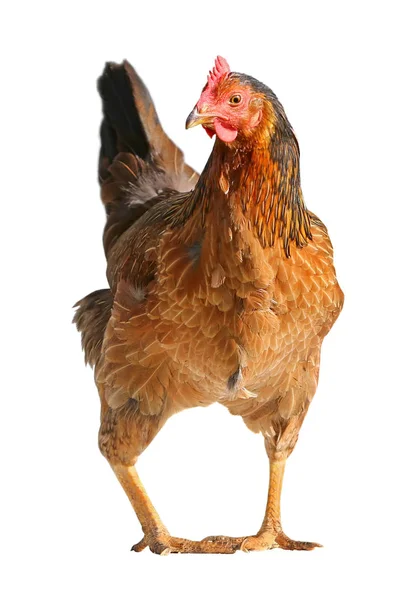 Bruine kip geïsoleerd op witte achtergrond. — Stockfoto