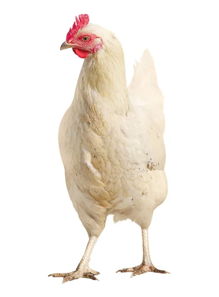 Pollo Gallo colorido gallina marrón aislado sobre fondo blanco . — Foto de Stock