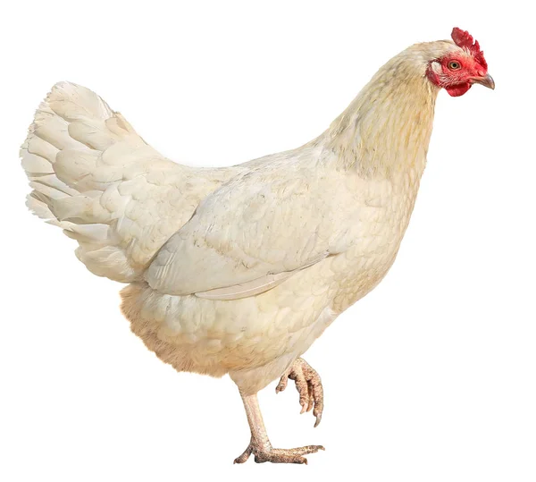 Pollo variopinto gallina gallina marrone isolato su sfondo bianco . — Foto Stock