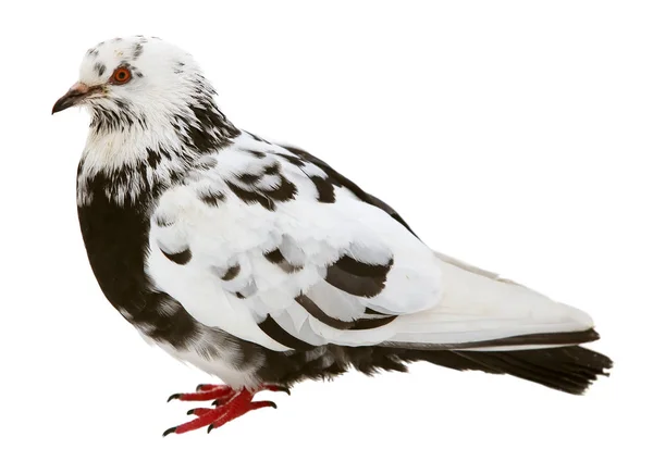 Variegated black-and white color of Grey dove isolated on a white background. Feral Pigeon — Stock Photo, Image