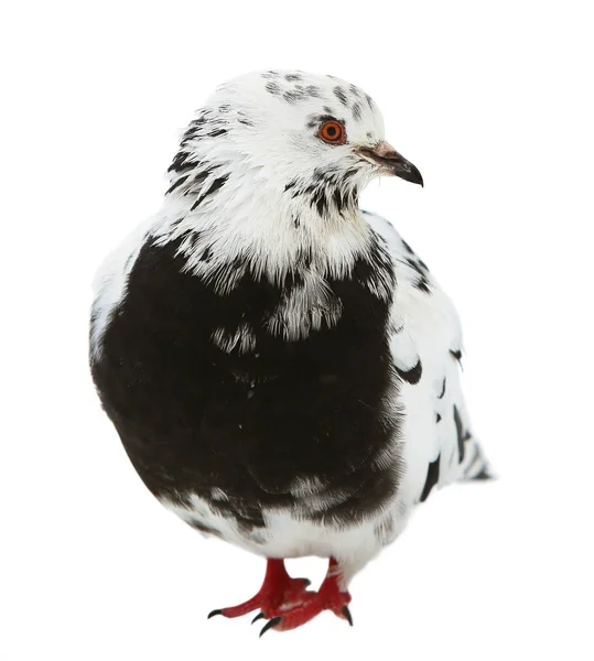 Bonte zwarte- en witte kleur van grijze duif geïsoleerd op een witte achtergrond. Stadsduif — Stockfoto