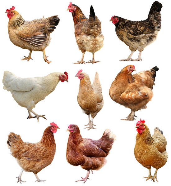 Set of chicken isolated on white.