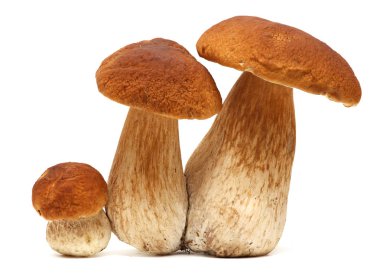 Beyaz porcini ailesi. Gölgeli arka plan üzerinde izole vahşi Akdeniz mantar seçimi. Boletus mantarı mantar