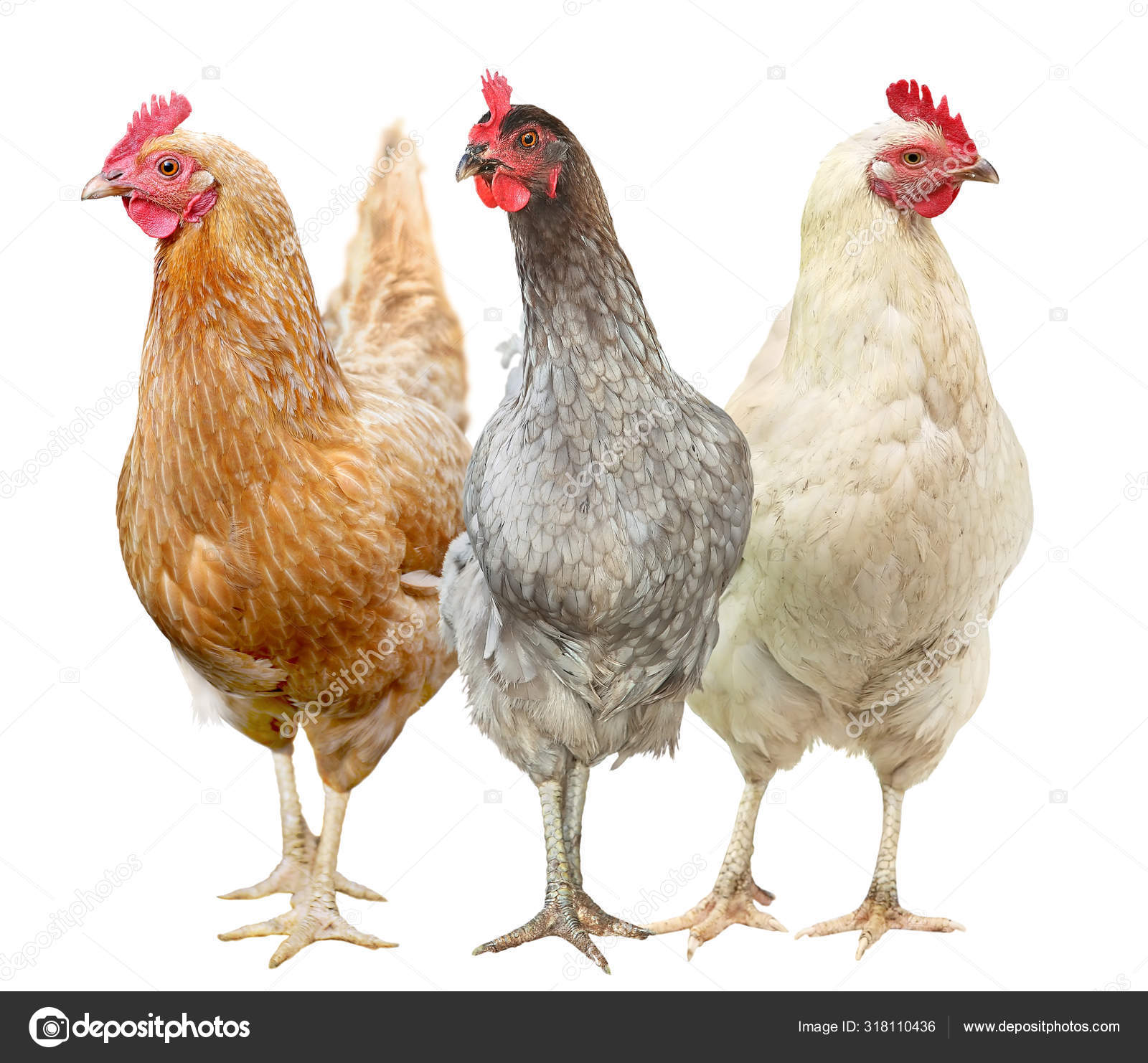 Beautiful hen isolated on white background. Three Chickens Stock Photo by  ©NatalyaA 318110436