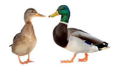 Dişi Mallard, Mallard Duck 'ın yakın çekimi. beyaz arkaplanda izole