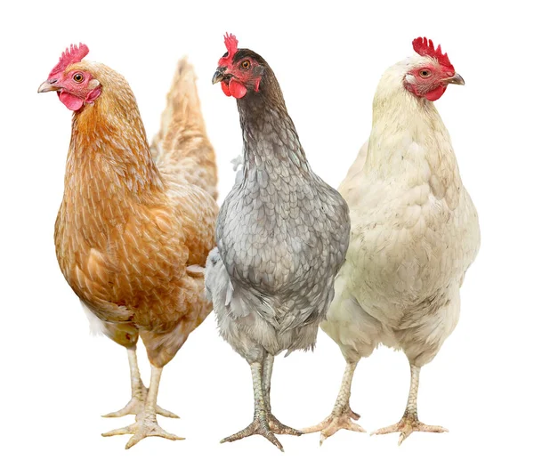 Hermosa gallina aislada sobre fondo blanco. Tres pollos Imagen De Stock