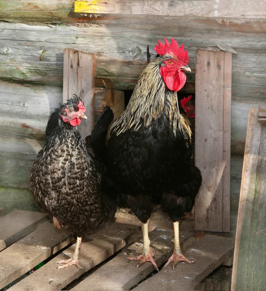 Csirke és kakas a farmon, lövöldözés a szabadban. Rusztikus téma. Színes kakas — Stock Fotó