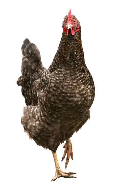 Hermosa gallina aislada sobre fondo blanco. Tres pollos — Foto de Stock