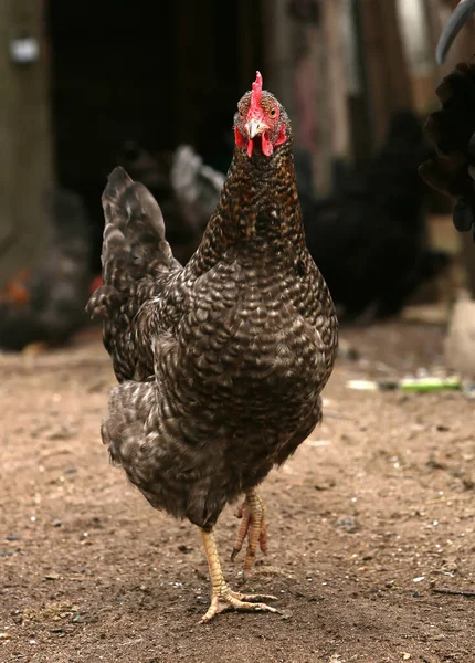 Galinha marrom à procura de comida no quintal da fazenda. Galinhas. livre alcance galo e galinhas — Fotografia de Stock