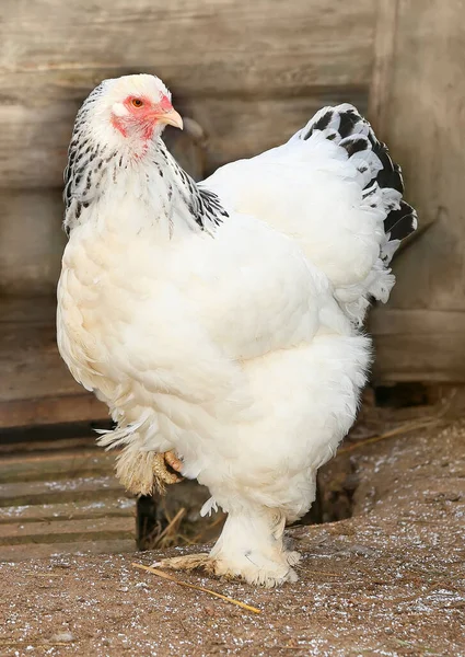 Gallina bruna in cerca di cibo nel cortile della fattoria. Polli. Gallo e galline ruspanti — Foto Stock