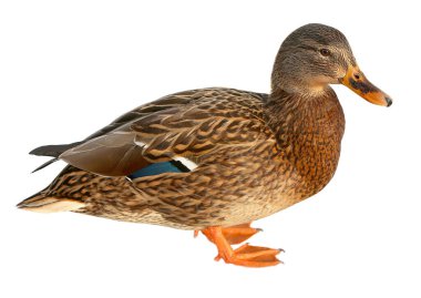 Drake 'in Ördek Kapanışı, Dişi Mallard. beyaz arkaplanda izole
