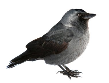 Coloeus monedula, Syn. Corvus monedula-bird, Vranov ailesinin en küçük temsilcilerinden biri. Siyah kuş beyaz arkaplanda izole edilmiş..