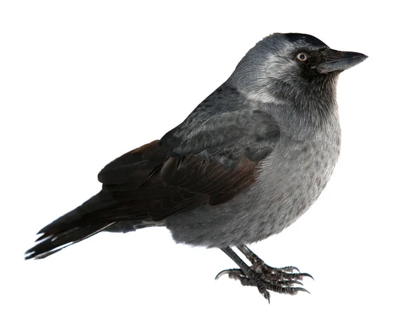 Jackdaw, Latin: Coloeus monedula, syn. Corvus monedula-bird, uno de los representantes más pequeños de la familia Vranov. pájaro negro aislado sobre un fondo blanco . Fotos de stock