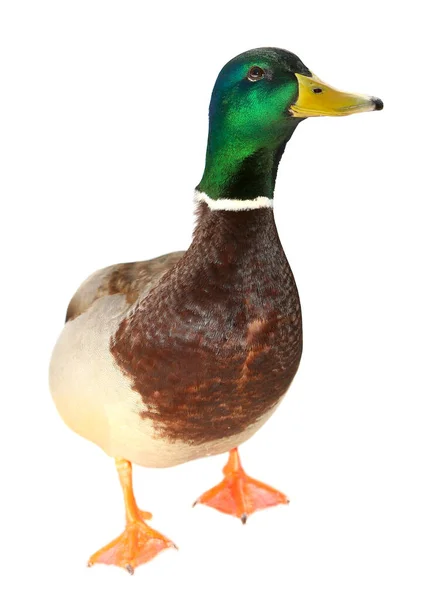 Colourful mallard duck isolated on white background — Stock Photo, Image