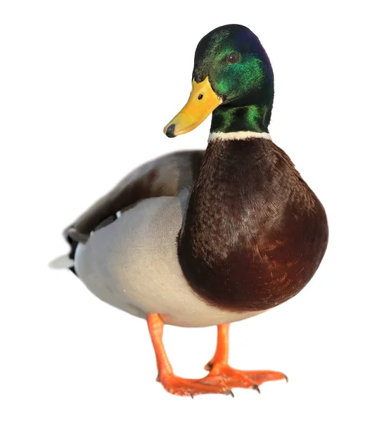 Colourful mallard duck isolated on white background — Stock Photo, Image