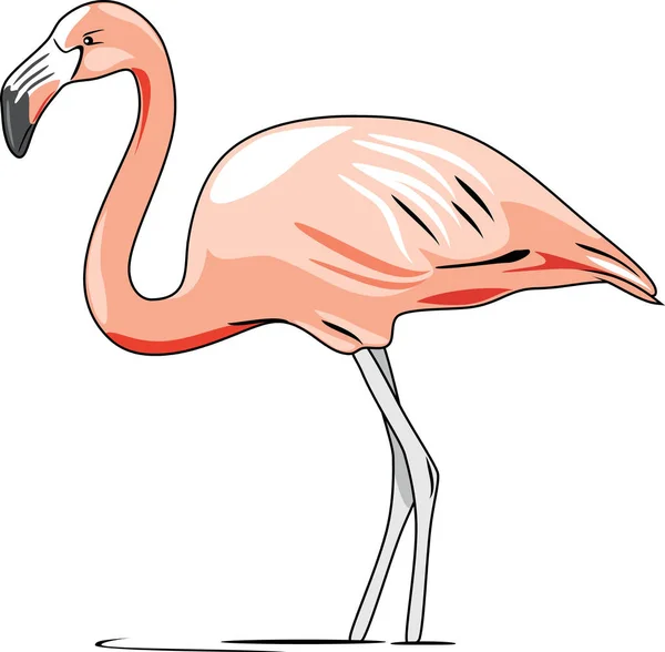 Rosafarbener Flamingo isoliert auf Weiß — Stockvektor
