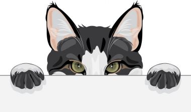 Gözetleme komik Norveçli orman kedi
