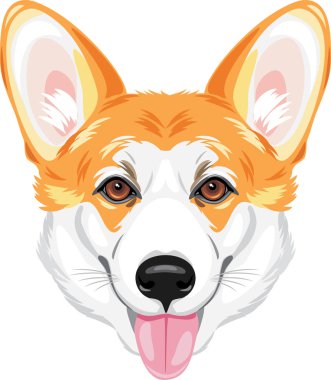 Mutlu bir Galler Corgisinin portresi